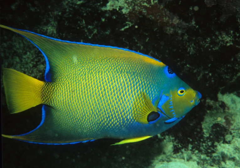 a blue and yellow fish floating near some rocks