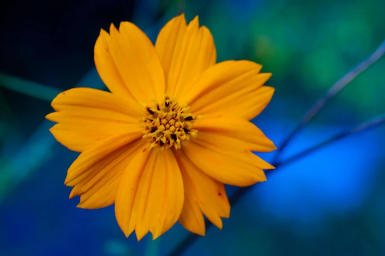 an orange flower that is looking like it is growing