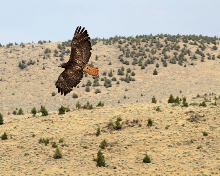 an eagle is flying low over a hill