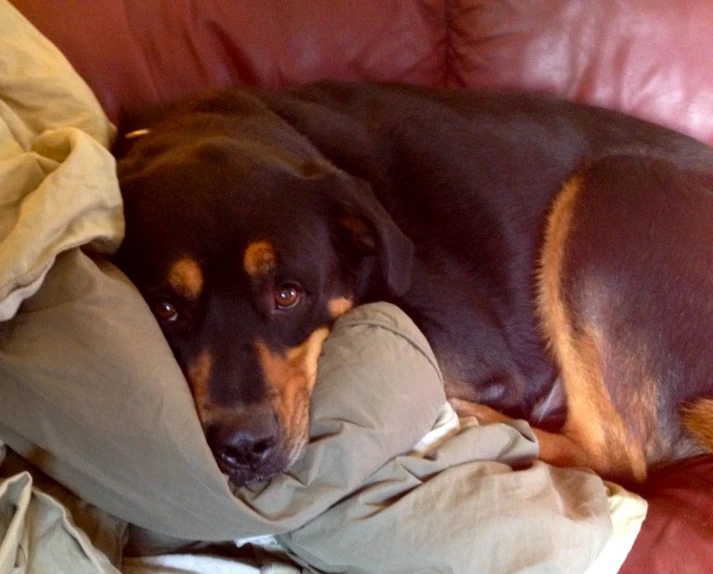 a dog sleeping on some blankets near a pillow