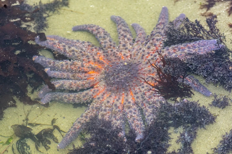 an ocean floor filled with lots of purple sea stars