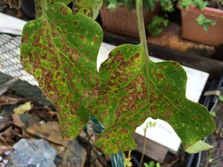 close up picture of a leaf with brown spots