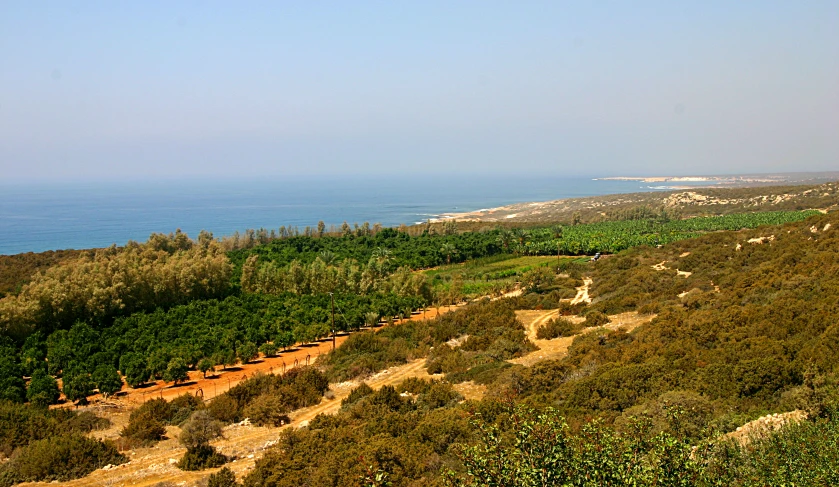 a long view of a beach and trees