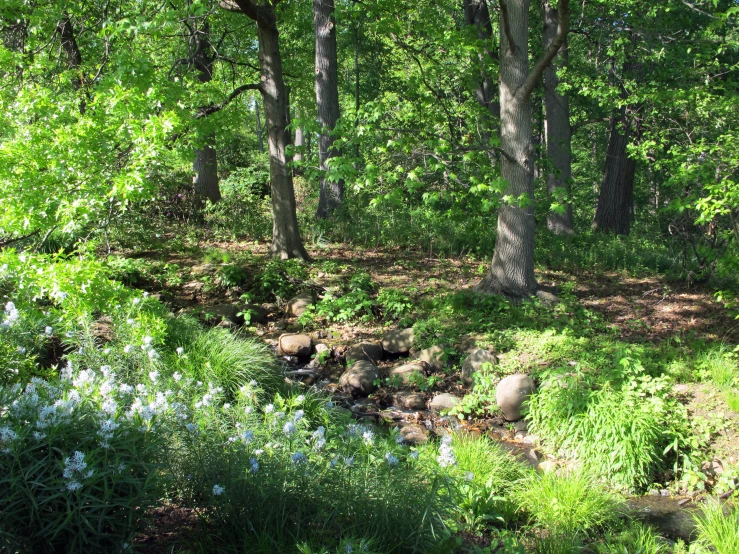 a very nice looking grassy area with some trees