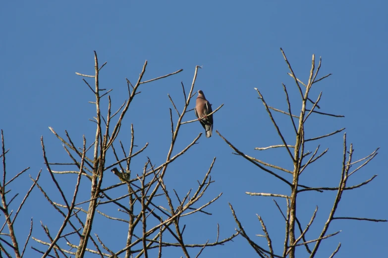 a bird sitting on top of tree nches against the blue sky