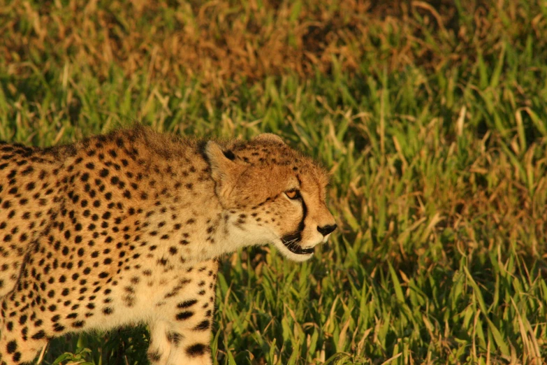 a cheetah standing in the middle of tall grass