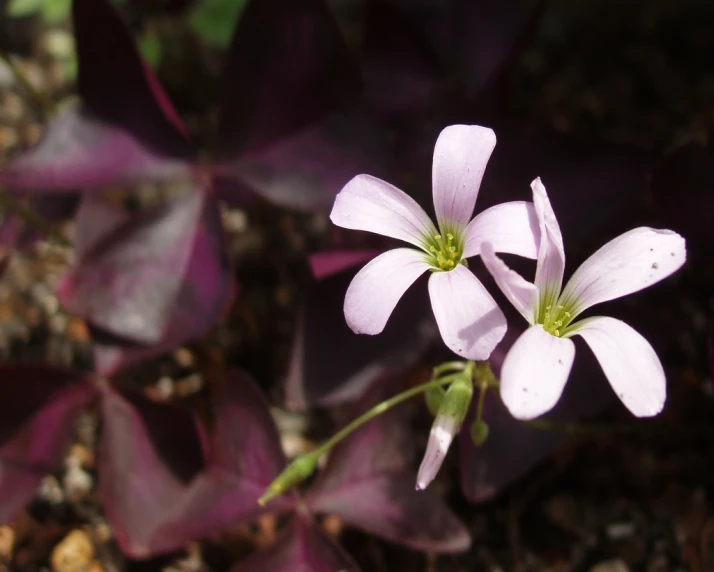 the two small flowers are blooming out of the ground