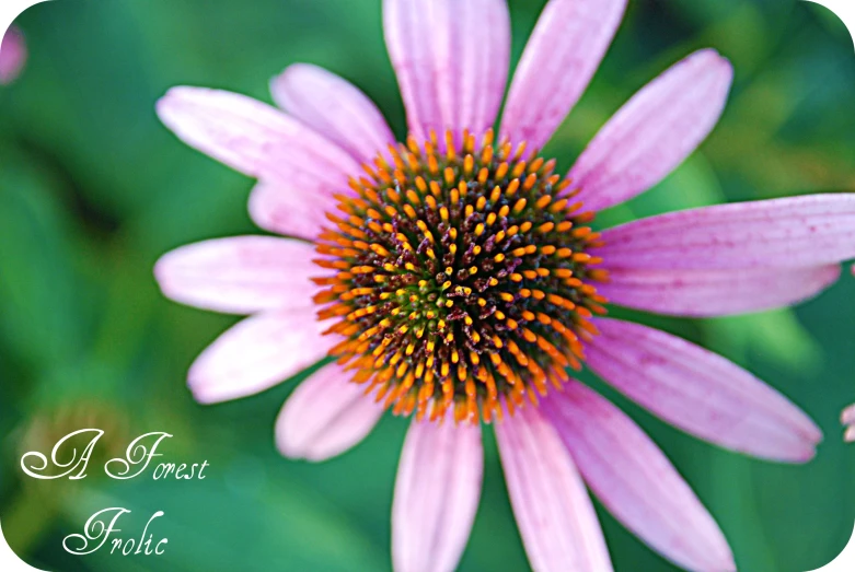 a close up of a purple flower with the word a first focus on it