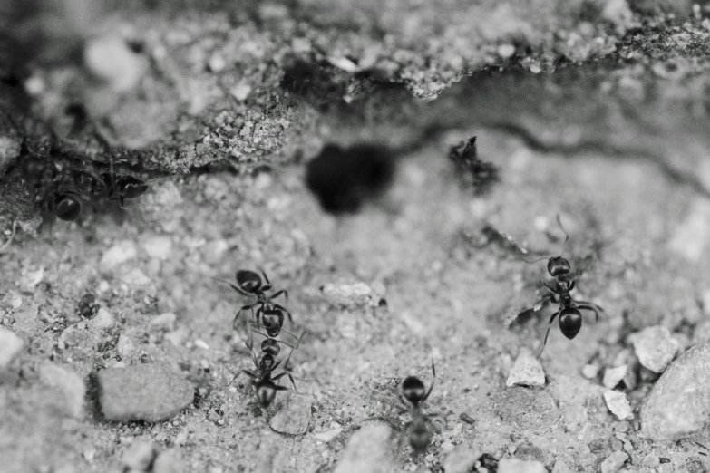 some small black ants crawling in the dirt