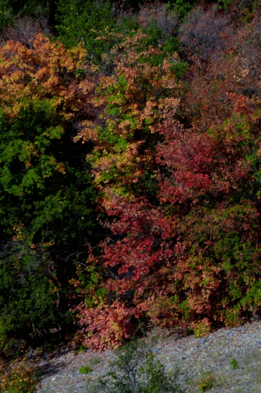 a lone tree is in the background of some multicolored trees