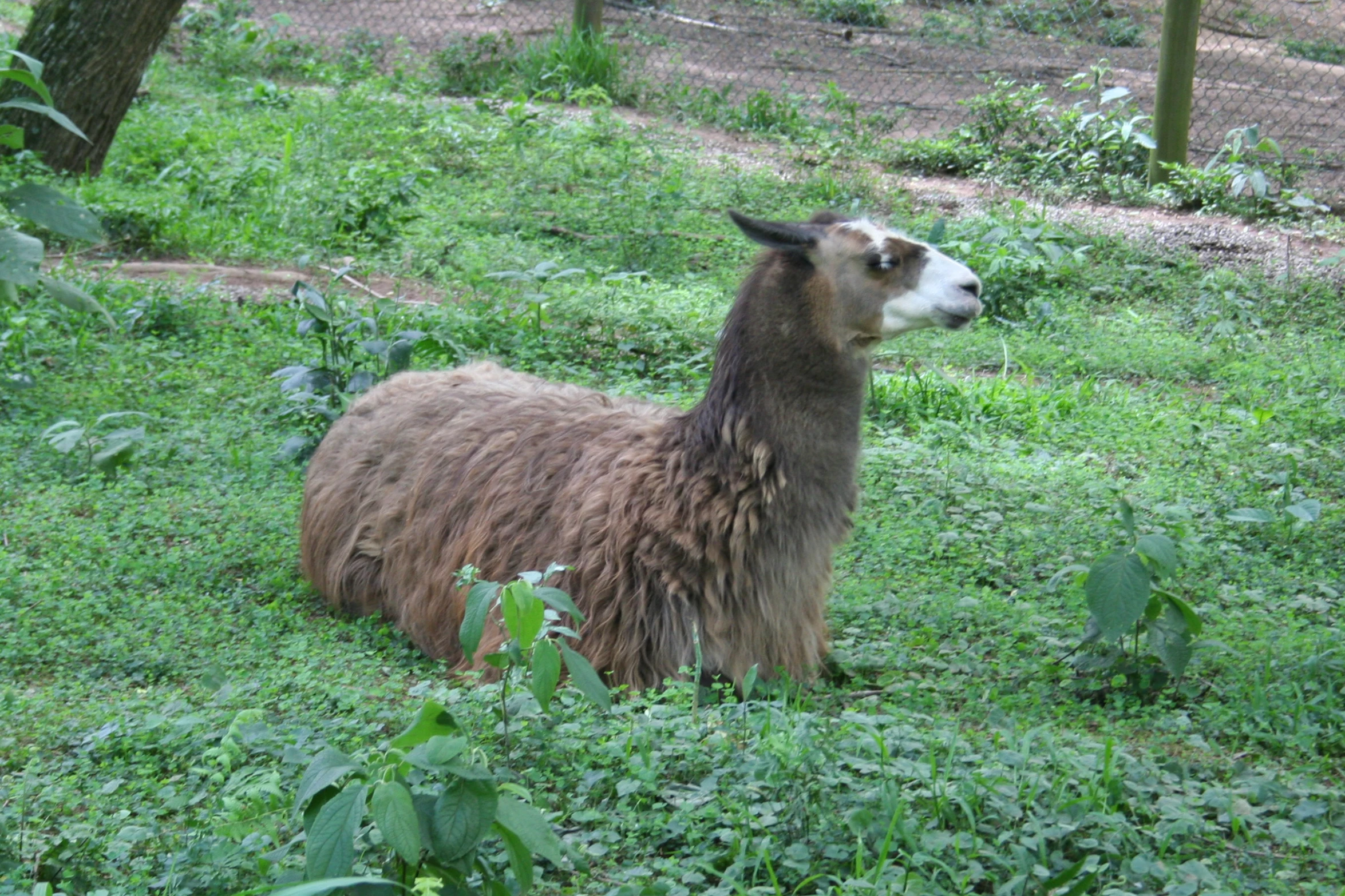 a brown animal laying in a grassy area with trees