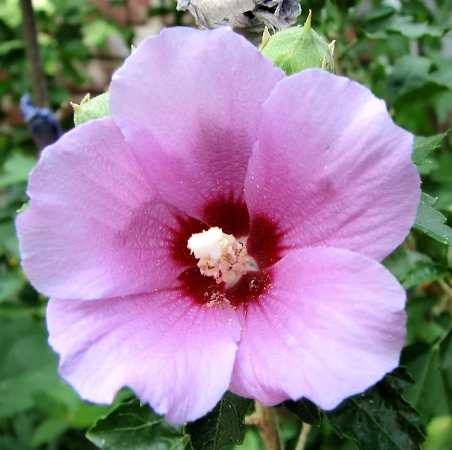 there is a small bird on a big flower