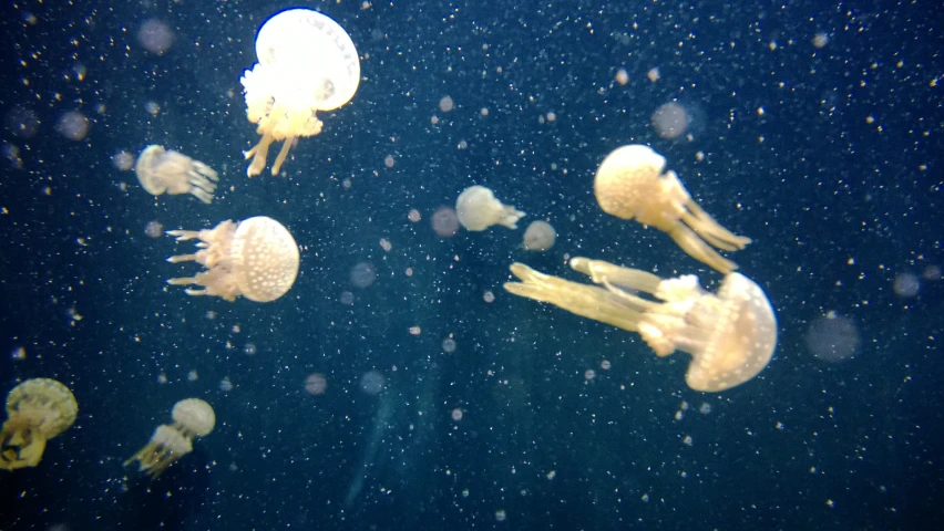 jellyfish swimming in water all covered in algae