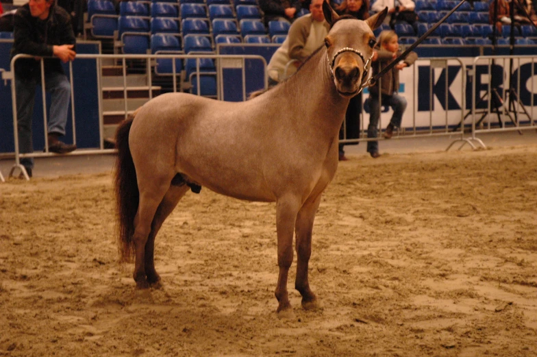 the small horse is standing alone in the dirt