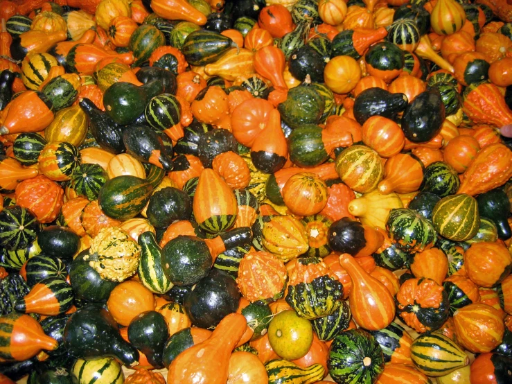 an assortment of gourds and squash in color