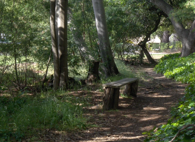 there is a bench in the woods next to some trees