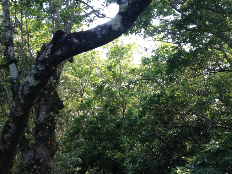 a view of the woods from behind trees