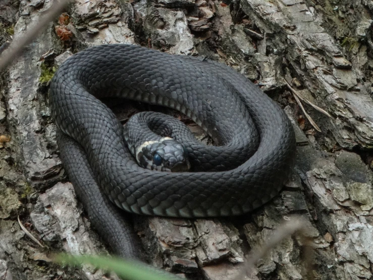 a close up of a snake on the ground near a tree