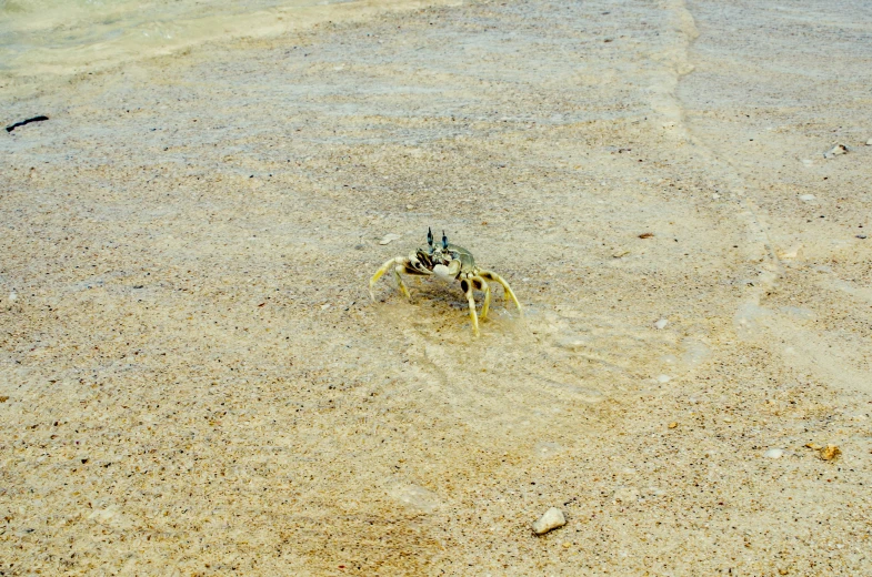 a spider sits on its hind legs in the sand