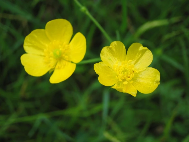 a bunch of yellow flowers with green stems