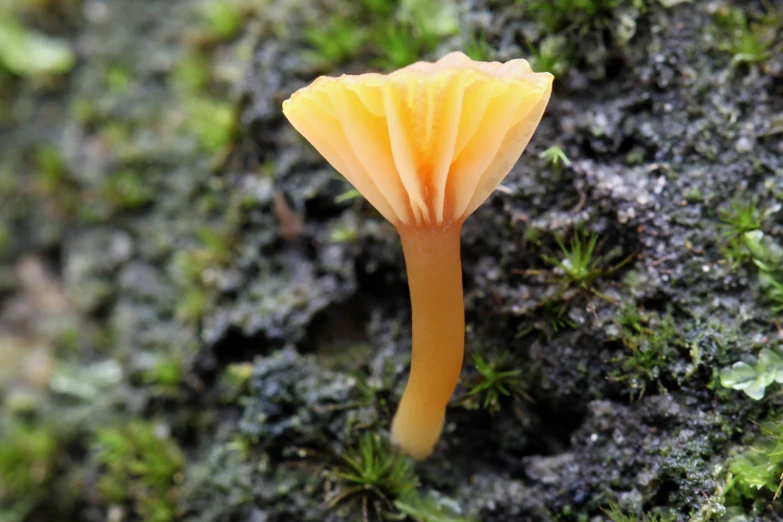 a close up of a small yellow mushroom on moss