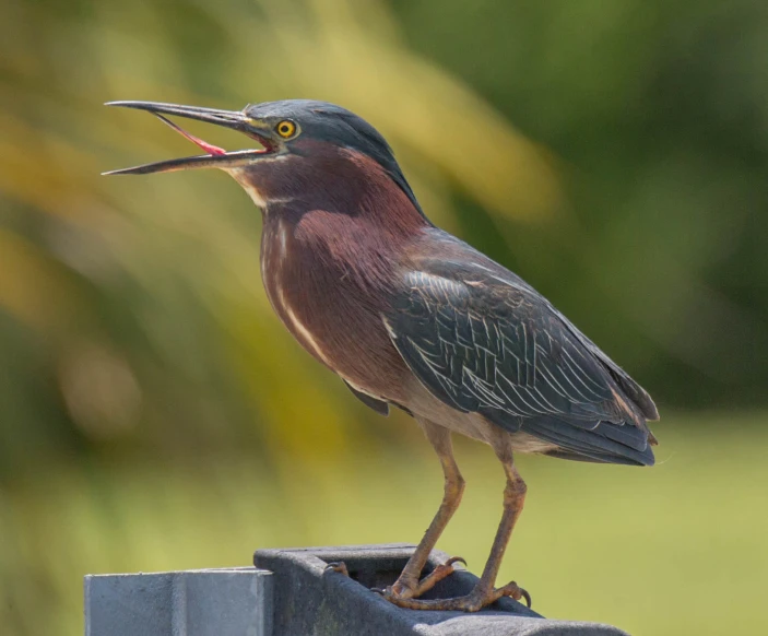 a bird standing on top of a metal post