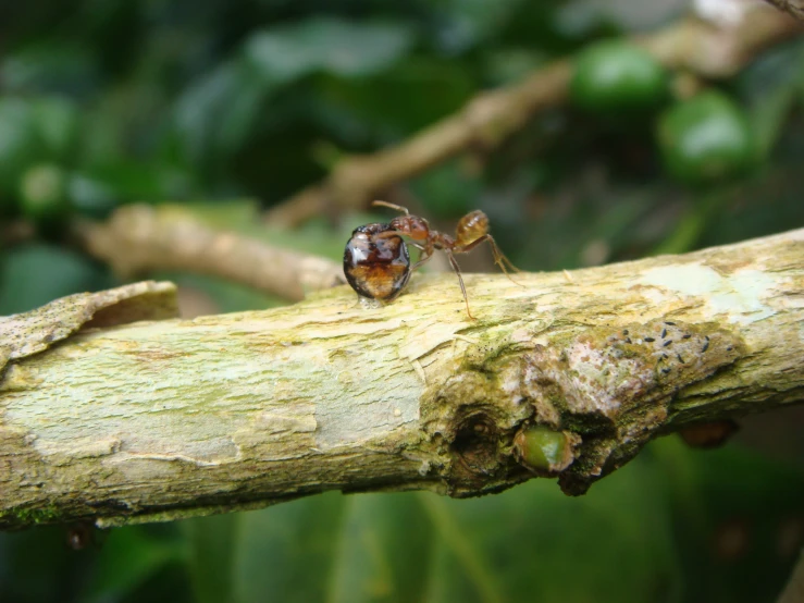 a bug is sitting on the nch of a tree