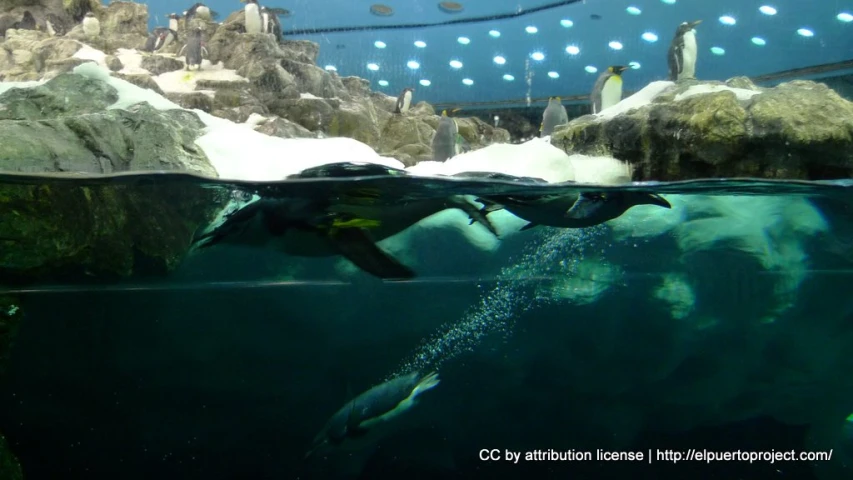 penguins swim under water, while an audience watches