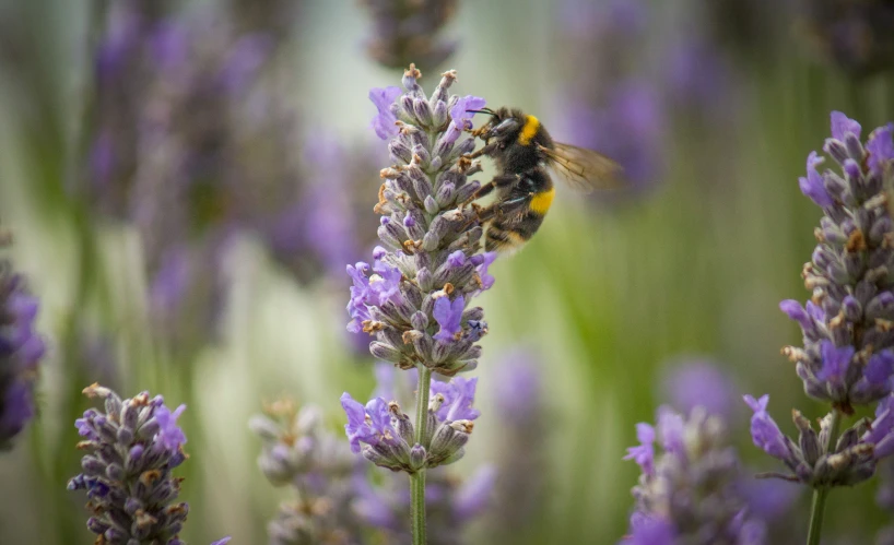 an image of some purple flowers and a bee