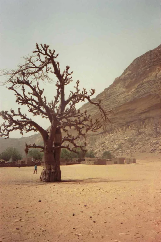 a barren area with an old tree and two people