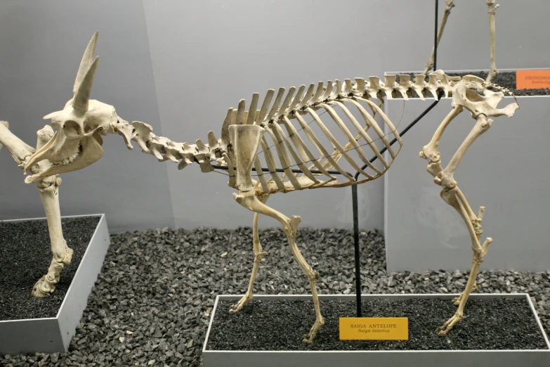 a cat skeleton sits on display in a museum exhibit