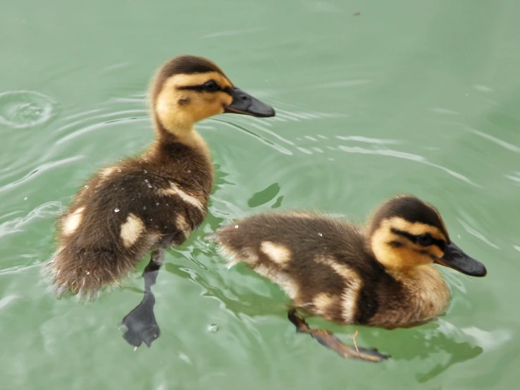 two little ducks floating in a green pool