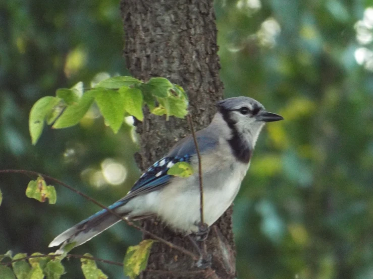 there is a blue jay perched on the tree limb