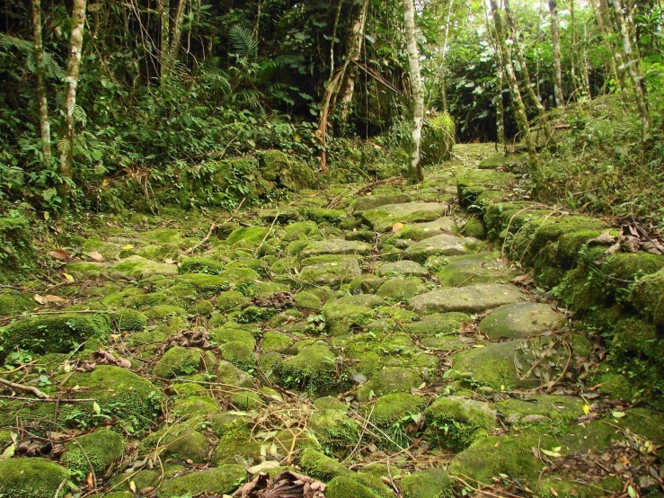 a rocky path is covered with moss