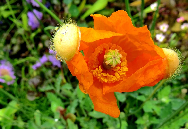 closeup po of orange flower in foreground, with multi - colored background
