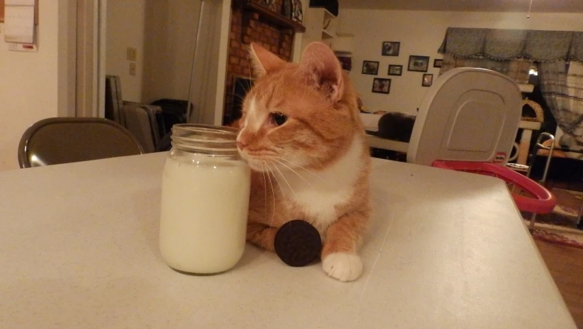 a ginger colored cat with its paws on the counter with a glass of milk