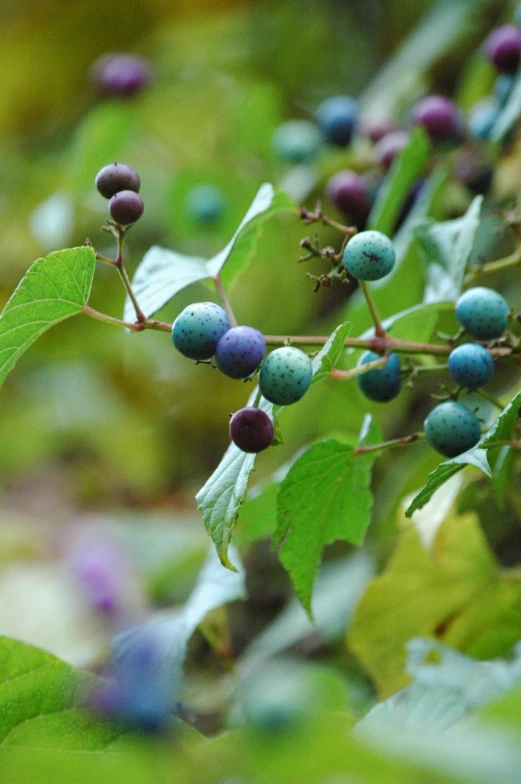 some berries are hanging on the nch