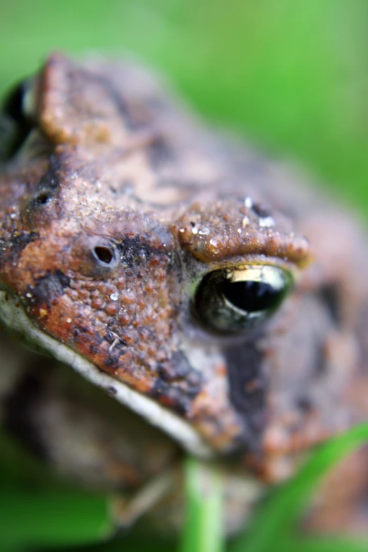 a little brown frog with a lot of rust