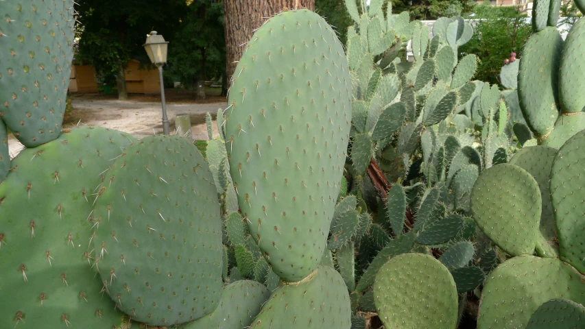 several cacti near each other in a garden