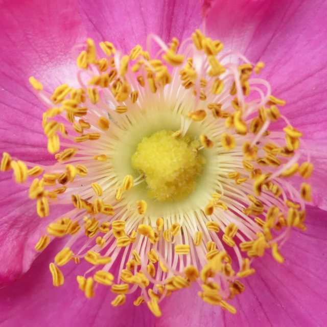 the center of a flower of some type