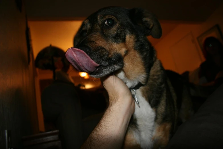 a man holding the back end of a dog to his face