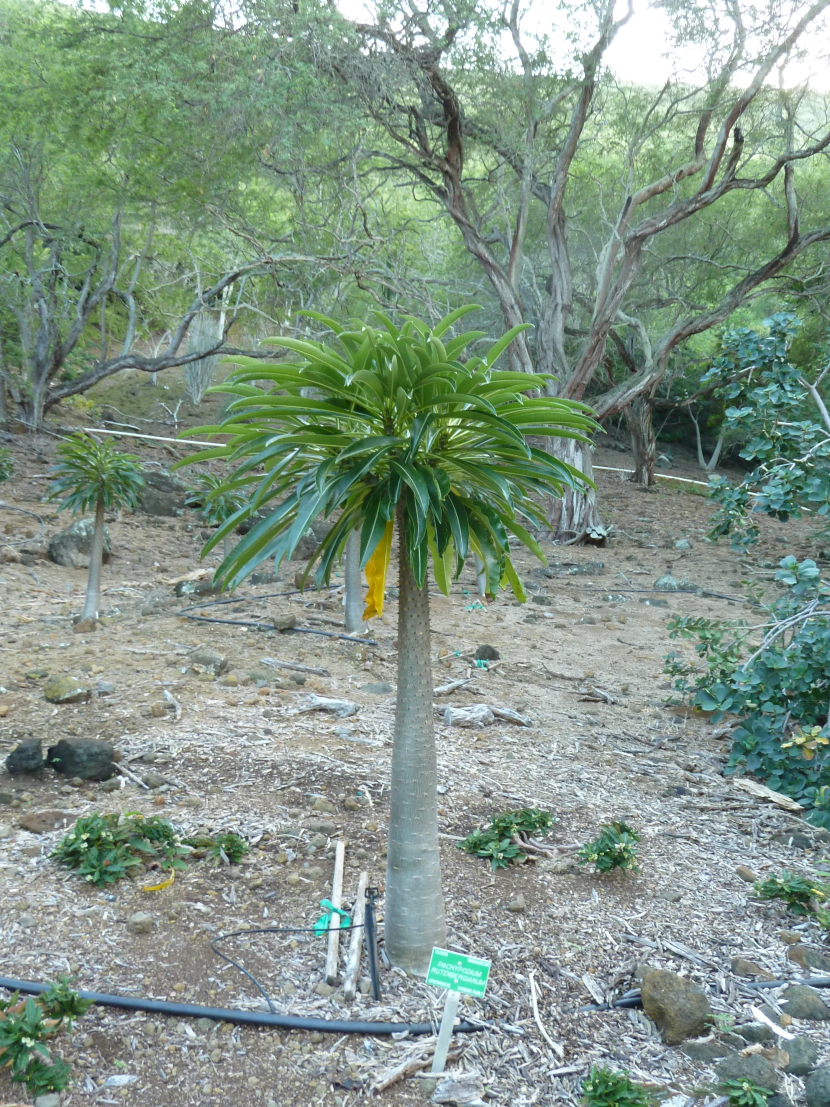 an image of a palm tree with large leaves