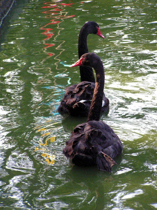 two black swans swimming side by side in the water