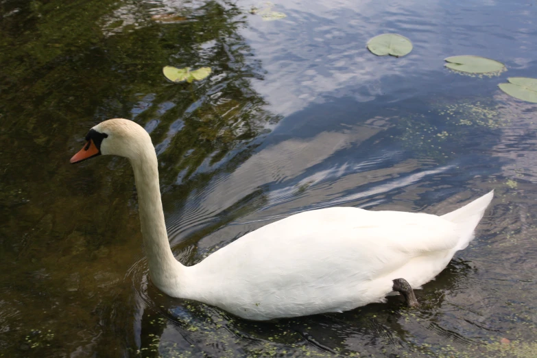 white swan with black head swimming in green pond