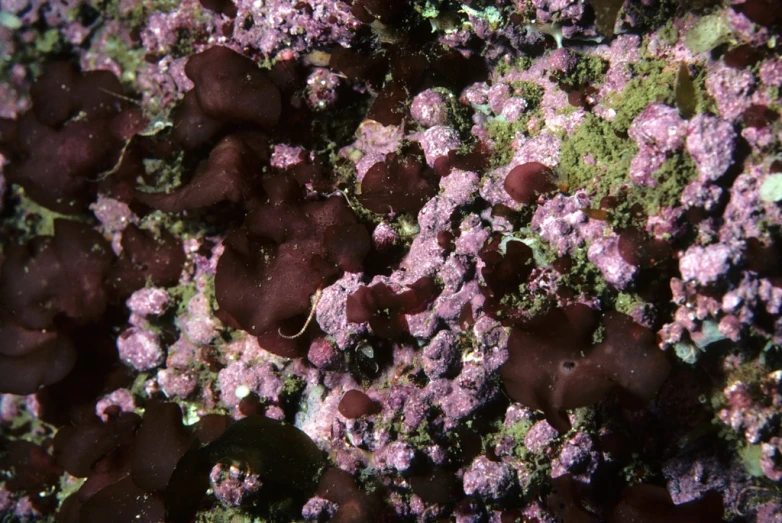 a close up of a group of flowers growing