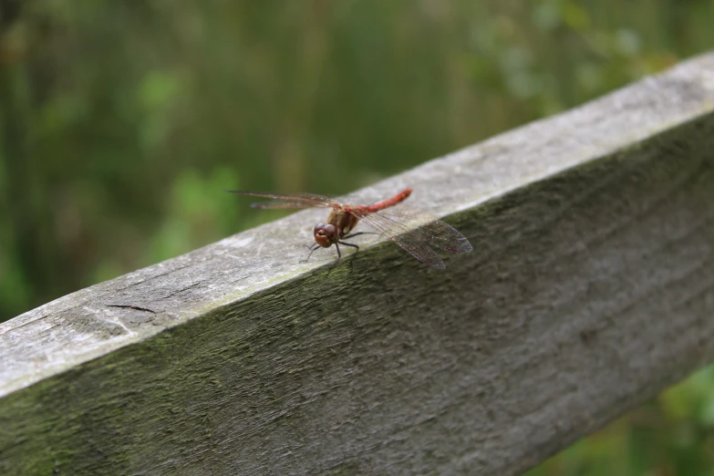 a dragonfly sitting on a wooden ledge