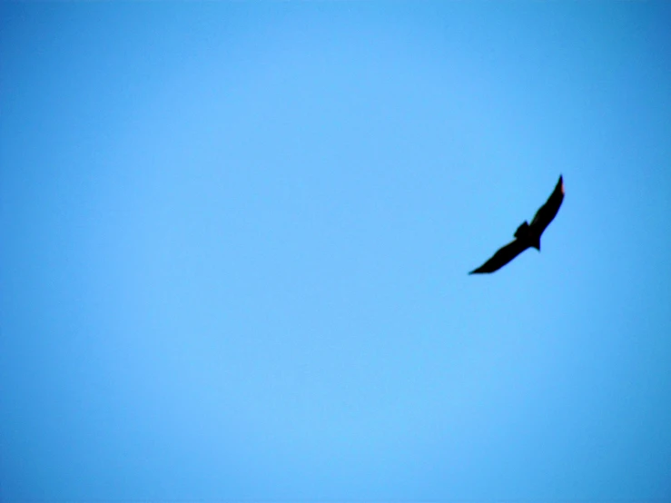 a bird flying high up in the blue sky