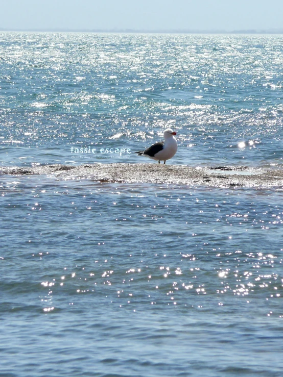 a white and black seagull on the shoreline and water