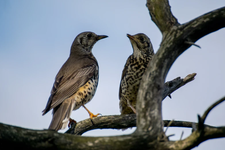 two large birds standing next to each other on a tree