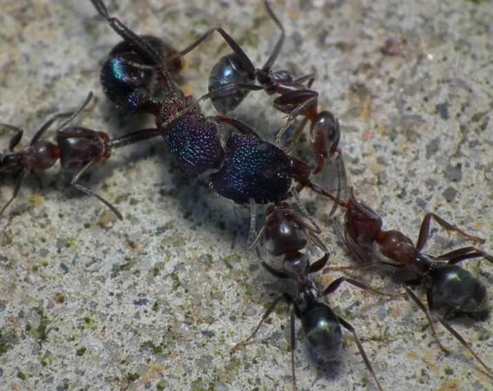 a group of two dark colored ants walking on a ground